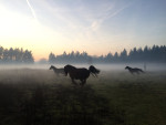 Horses in the mist! Winterpret bij Veluwe Mentocht